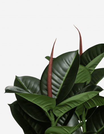 FICUS ROBUSTA H 120