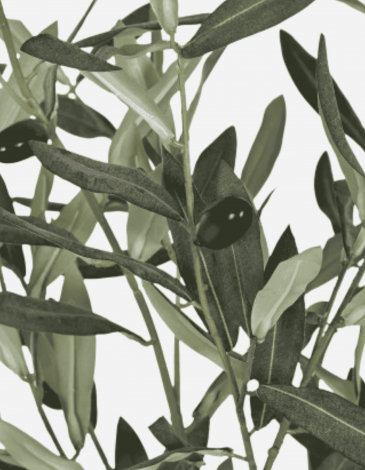 ARBOL OLIVO VERDE 42X42X150