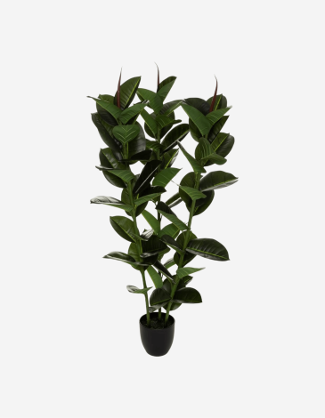 FICUS ROBUSTA H 120