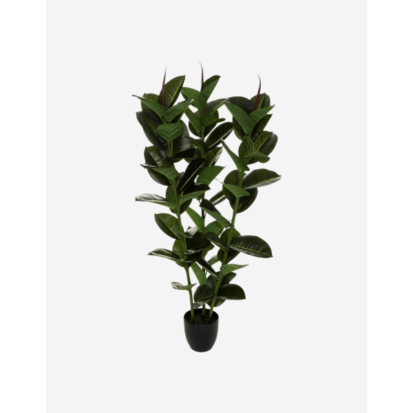 FICUS ROBUSTA H 120