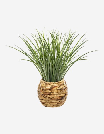 HIERBA EN MACETA TRENZADA