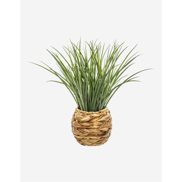 HIERBA EN MACETA TRENZADA