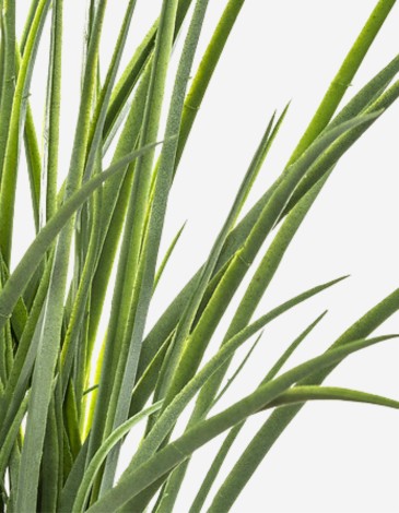 HIERBA EN MACETA TRENZADA