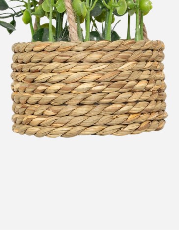 PLANTA SUSPENDIDA PATRI CON MACETA SURT.
