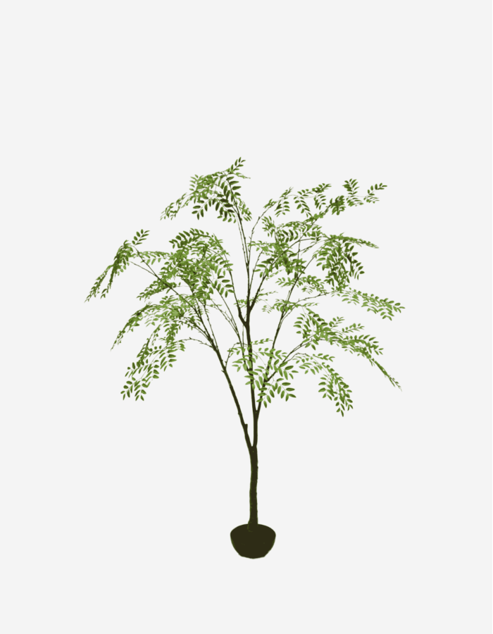 ARALIA E/MACETA VERDE 210 CM