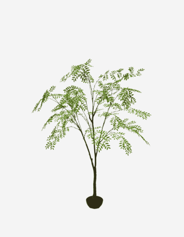 ARALIA E/MACETA VERDE 210 CM