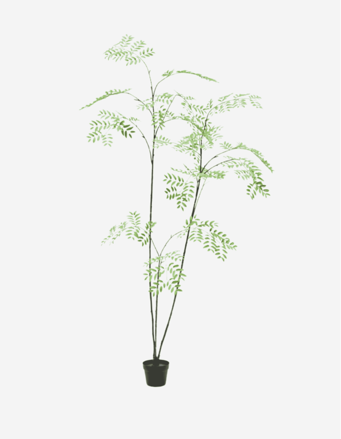 ARALIA E/MACETA VERDE 235 CM