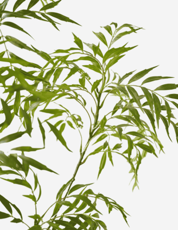 SAUCE E/MACETA VERDE 150 CM