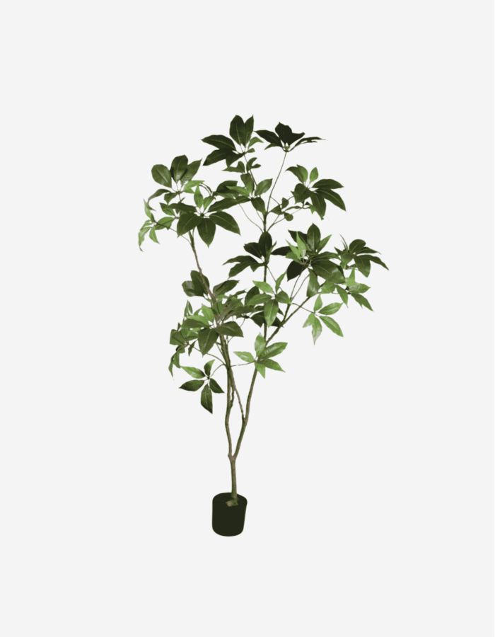 SCHEFLERA E/MACETA VERDE 180 CM