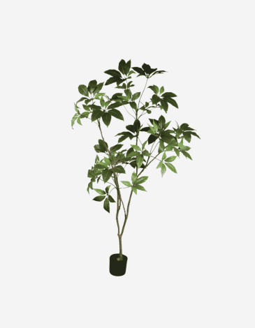 SCHEFLERA E/MACETA VERDE 180 CM