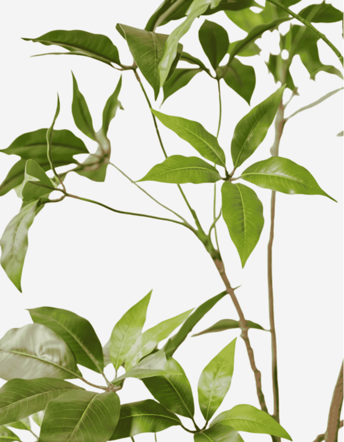 SCHEFLERA E/MACETA VERDE 180 CM