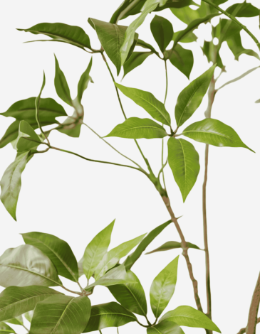 SCHEFLERA E/MACETA VERDE 180 CM