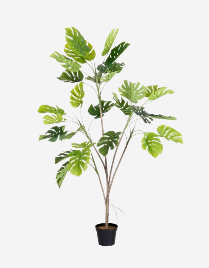 PLANTA MONSTERA EXTERIOR 180 CM