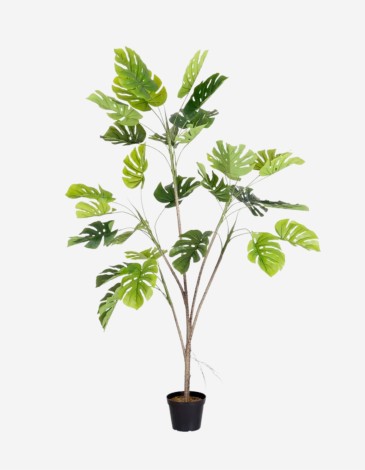 PLANTA MONSTERA EXTERIOR 180 CM