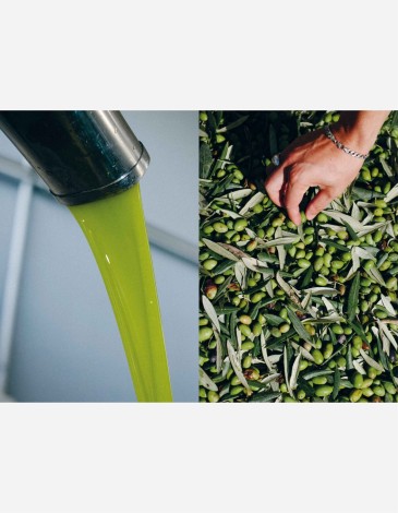 LIBRO OLIVE OIL