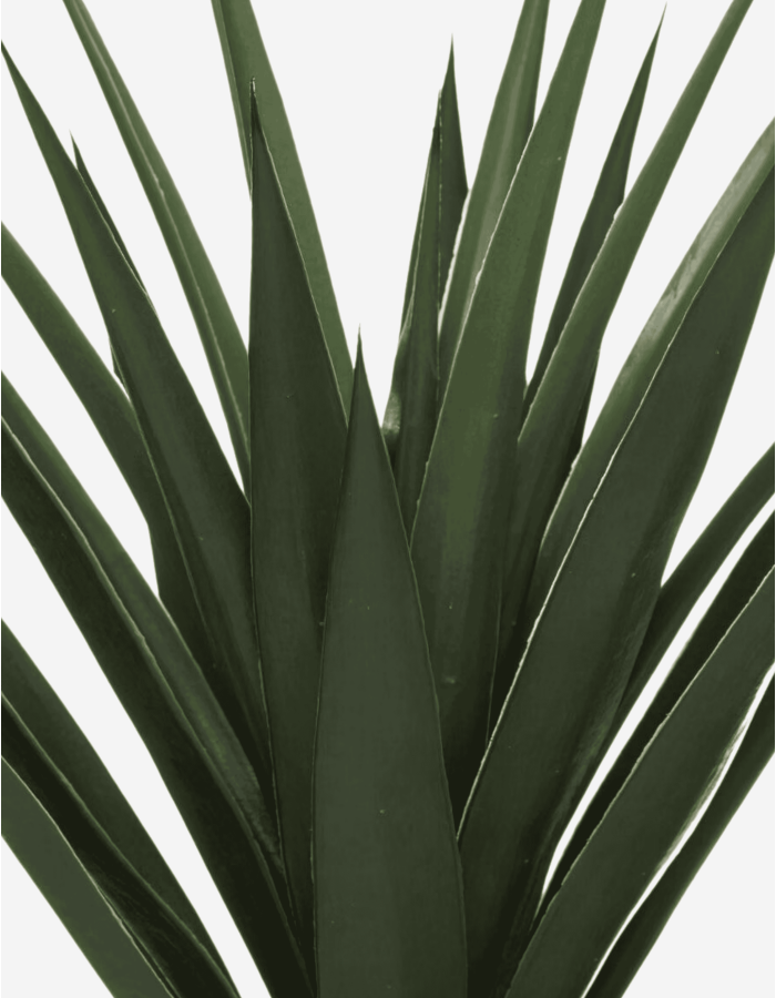 YUCA ALTO 130CM