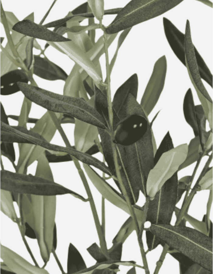 ARBOL OLIVO VERDE 42X42X150