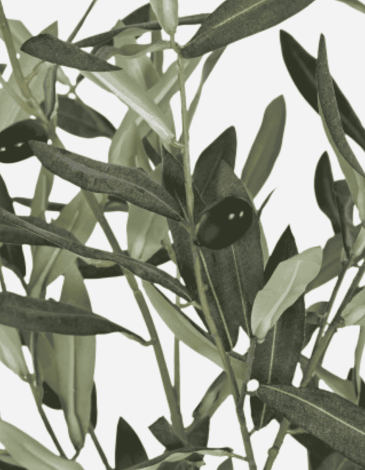 ARBOL OLIVO VERDE 42X42X150
