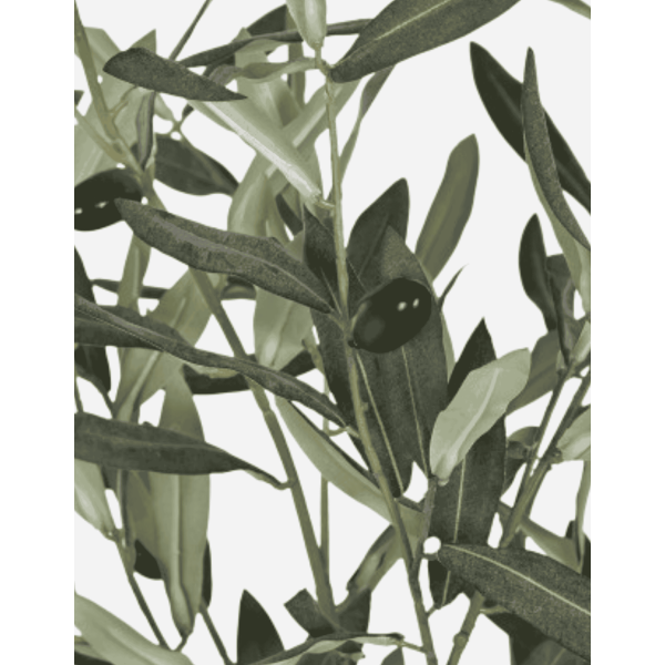 ARBOL OLIVO VERDE 42X42X150