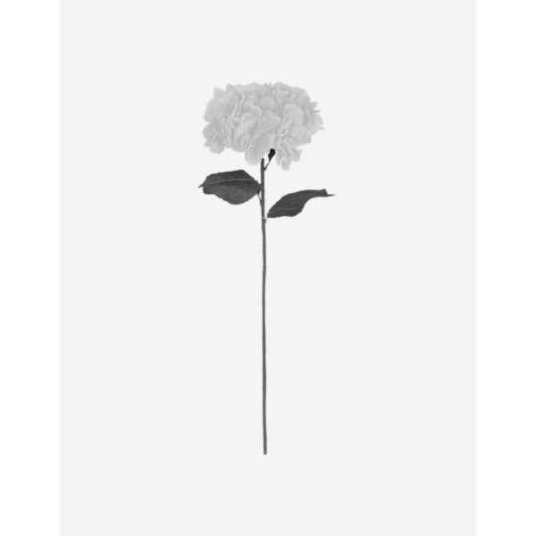 VARA HORTENSIA BLANCA 83CM