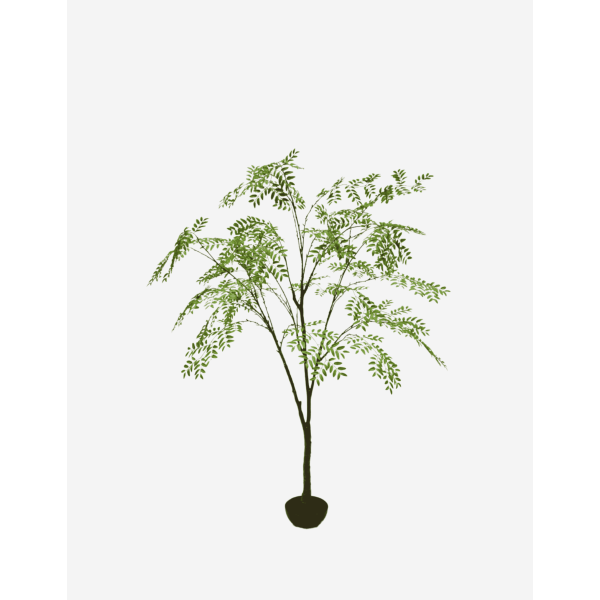 ARALIA E/MACETA VERDE 210 CM
