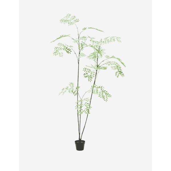 ARALIA E/MACETA VERDE 235 CM