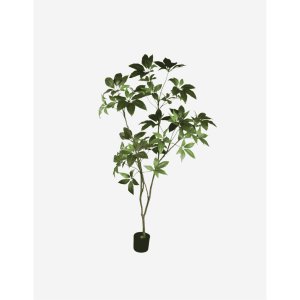 SCHEFLERA E/MACETA VERDE 180 CM