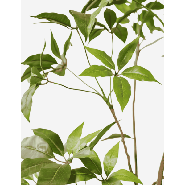 SCHEFLERA E/MACETA VERDE 180 CM