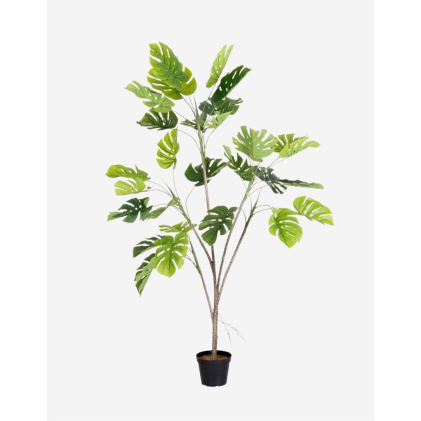 PLANTA MONSTERA EXTERIOR 180 CM